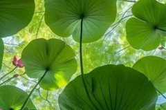 运动员误服禁药禁赛事件：反思用药管理漏洞与运动营养品监管